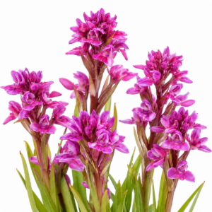 Disa stricta - Floodplain Disa - 10+ Seed Pack
