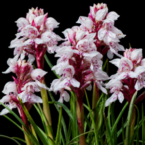 Disa subtenuicornis - Langeberg Peat Disa - 10+ Seed Pack