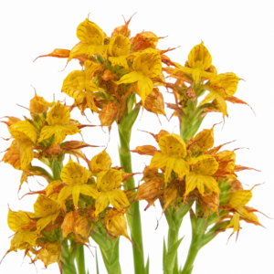 Disa telipogonis - Yellow Wire Disa - 10+ Seed Pack