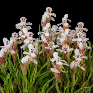 Disa tenella ssp. pusilla - Mountain Delicate Disa - 10+ Seed Pack