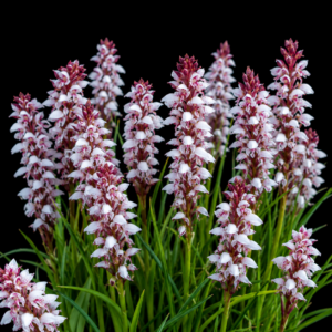 Disa tenuicornis - Peat Disa - 10+ Seed Pack