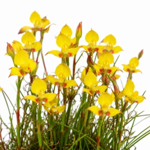 Disa tenuifolia - Yellow Disa - 10+ Seed Pack