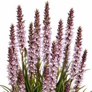 Disa tenuis - 10+ Seed Pack