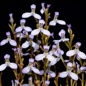 Disa triloba - Threelobe Disa - 10+ Seed Pack