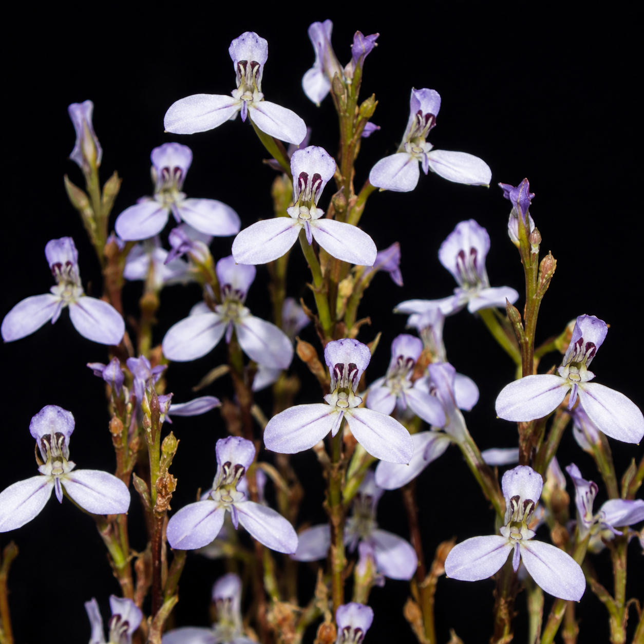 Disa triloba - Threelobe Disa - 10+ Seed Pack