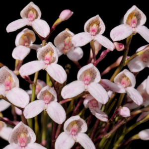 Disa tripetaloides - Pinkspot Disa - 10+ Seed Pack