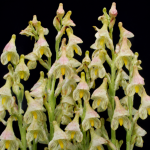 Disa tysonii - 10+ Seed Pack