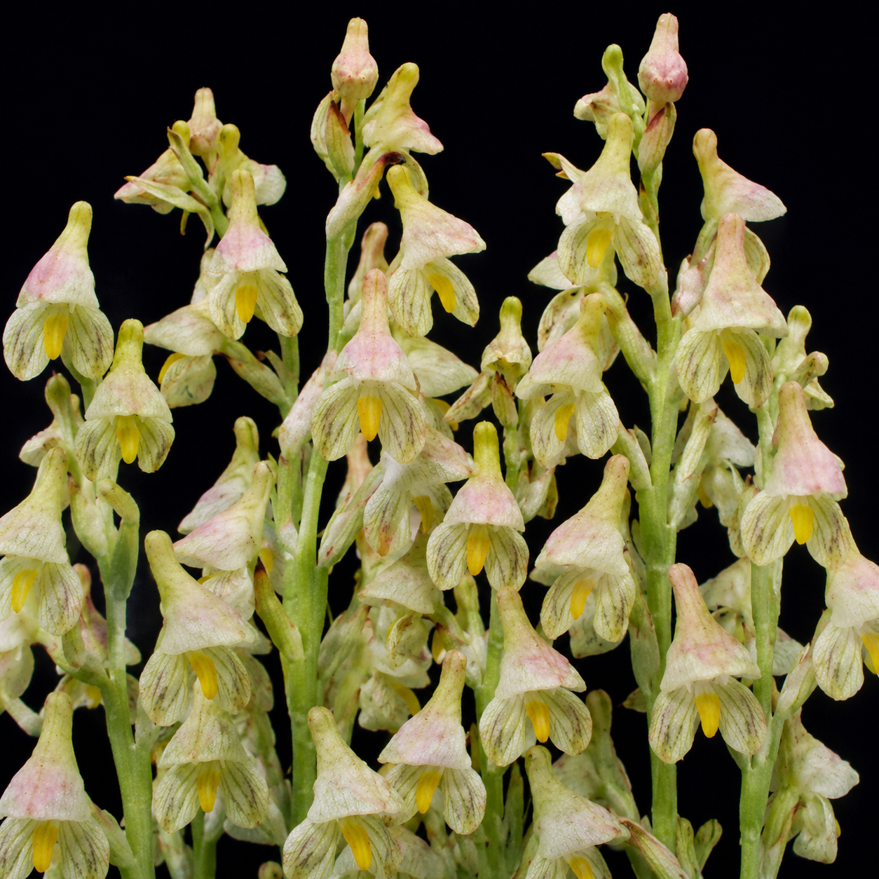 Disa tysonii - 10+ Seed Pack