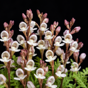 Disa uncinata - 10+ Seed Pack