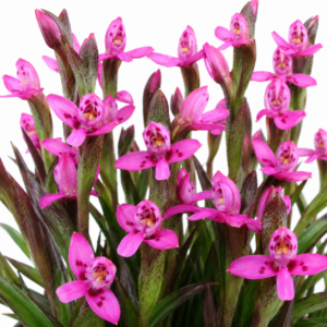 Disa vaginata - Modest Disa - 10+ Seed Pack