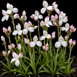 Disa vasselotii - 10+ Seed Pack