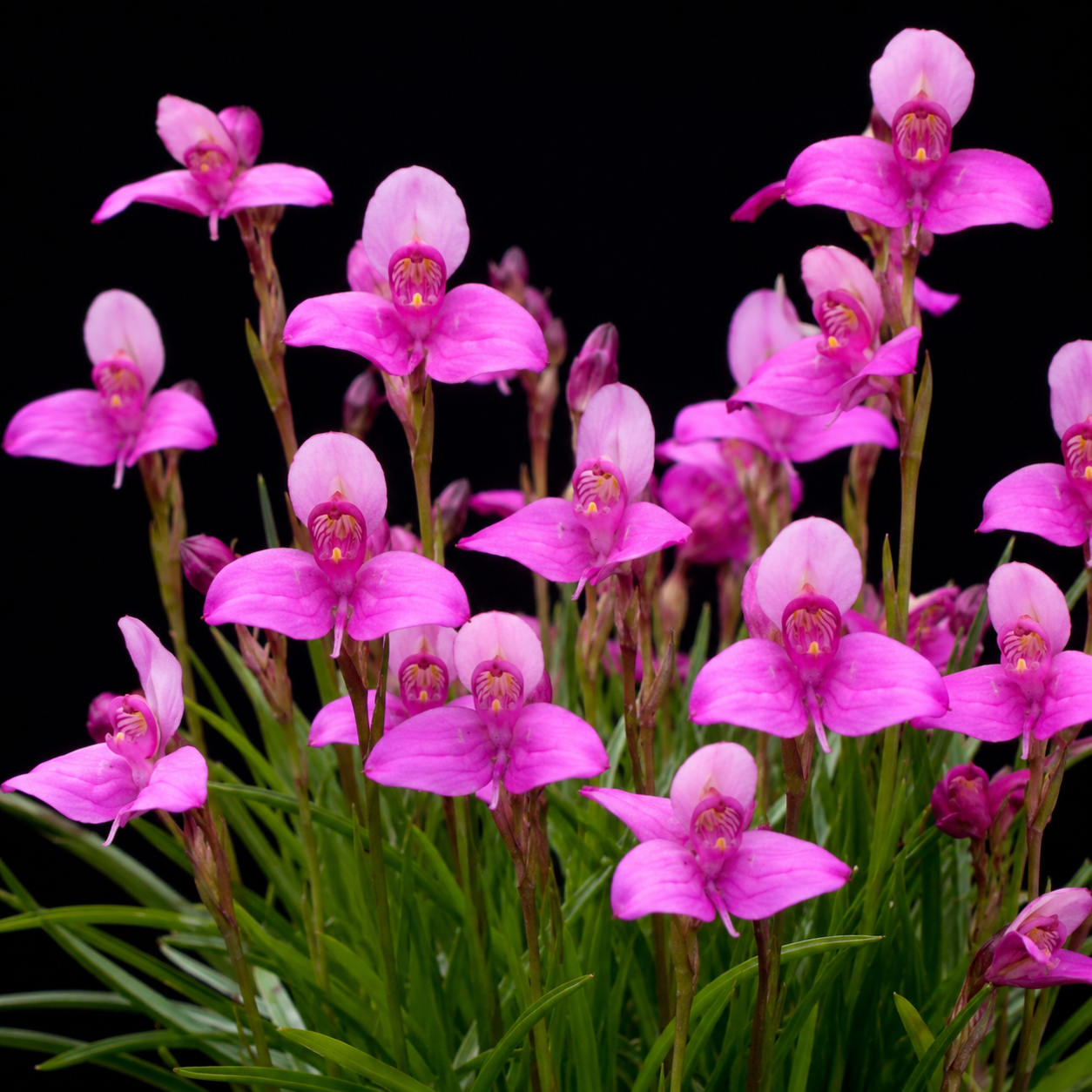 Disa venosa (Disa racemosa venosa) - 10+ Seed Pack