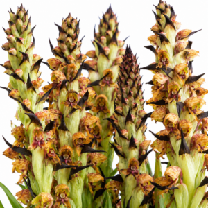 Disa versicolor - Apple-blossum Orchid - 10+ Seed Pack