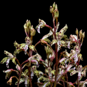 Disa vigilans - 10+ Seed Pack