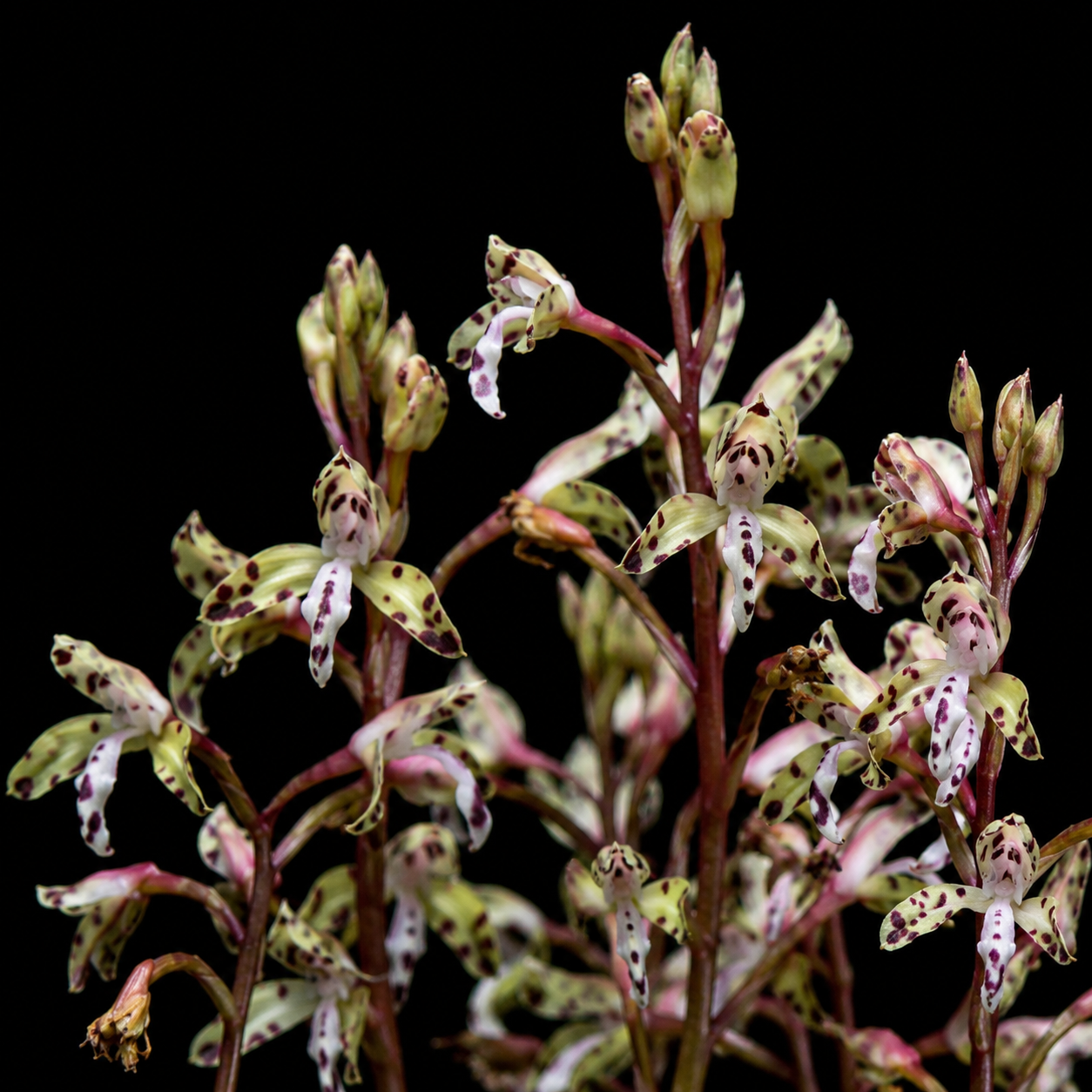 Disa vigilans - 10+ Seed Pack