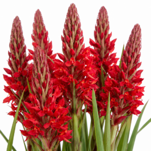 Disa welwitschii ssp. welwitschii (Disa breyeri) - 10+ Seed Pack