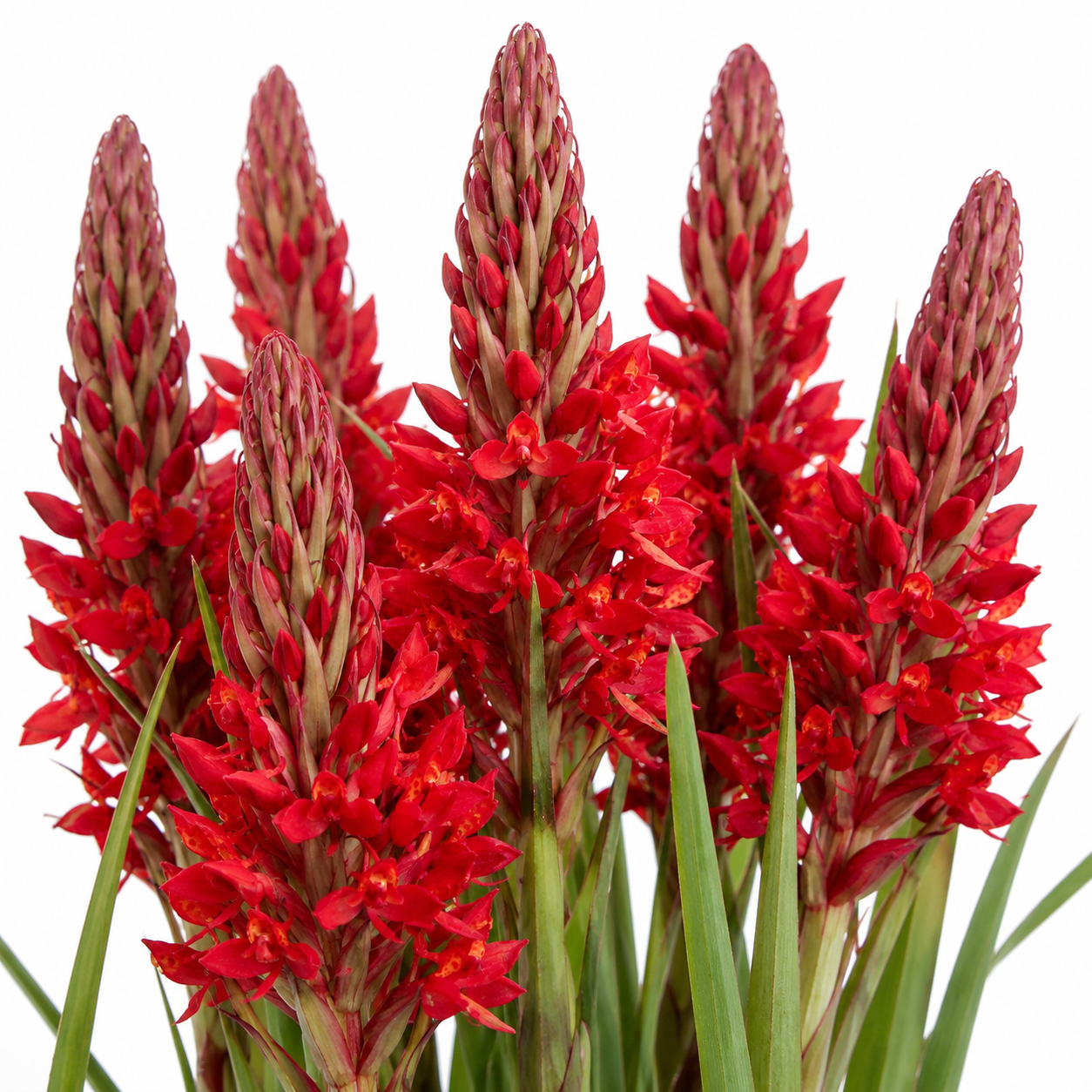Disa welwitschii ssp. welwitschii (Disa breyeri) - 10+ Seed Pack