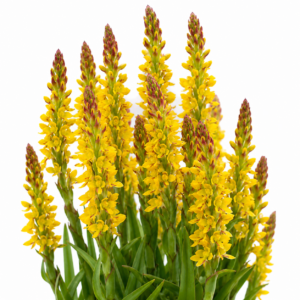 Disa woodii - Golden Cob Disa - 10+ Seed Pack