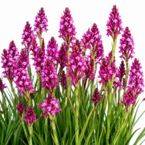 Disa zimbabweensis - 10+ Seed Pack