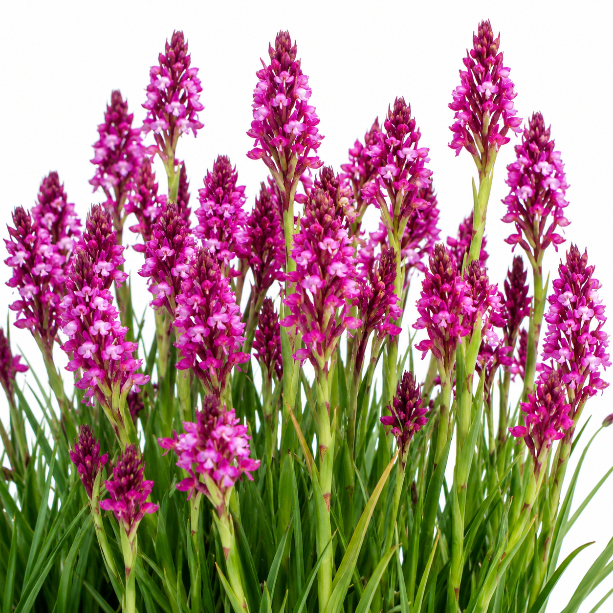 Disa zimbabweensis - 10+ Seed Pack