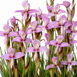 Disa zuluensis - 10+ Seed Pack