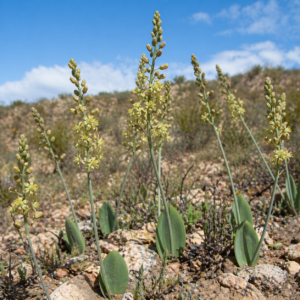 Eriospermum aequilibre - 5 Seed Pack