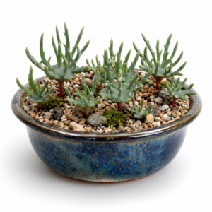 Eriospermum alcicorne - 5 Seed Pack