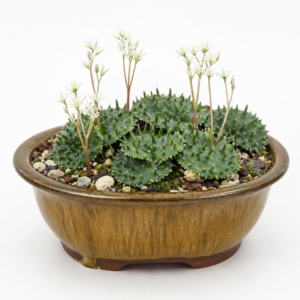 Eriospermum appendiculatum - 5 Seed Pack