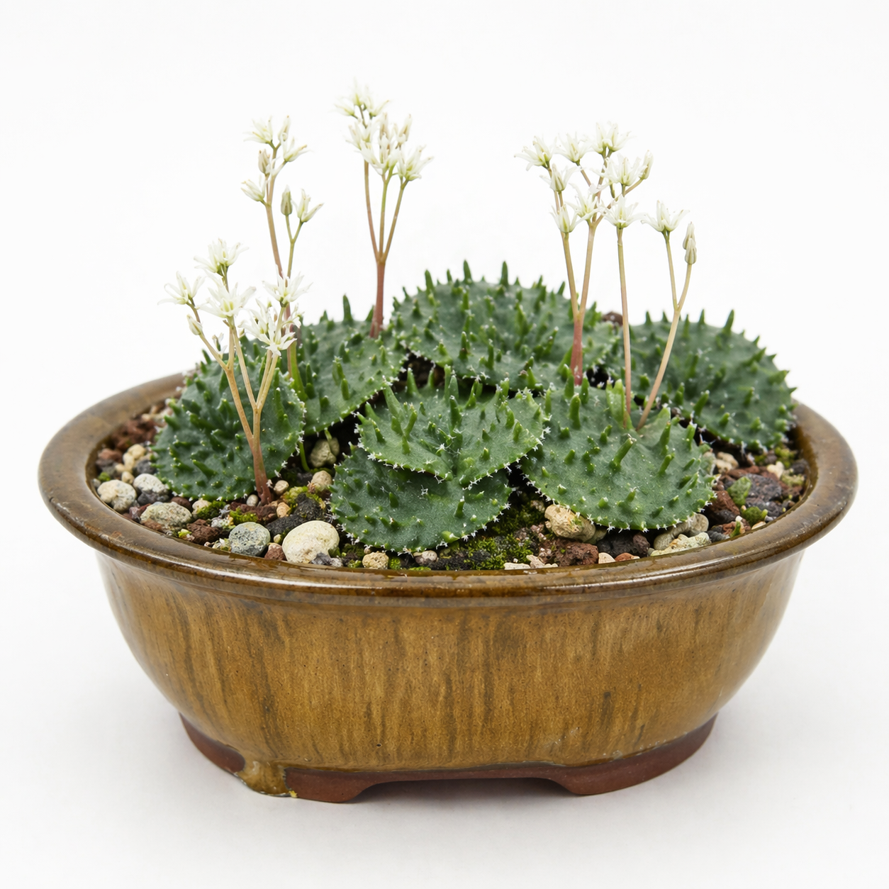 Eriospermum appendiculatum - 5 Seed Pack