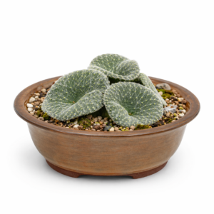 Eriospermum arachnoideum - Tuftweb Woolseed - 5 Seed Pack