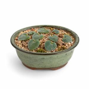 Eriospermum arenosum - 5 Seed Pack