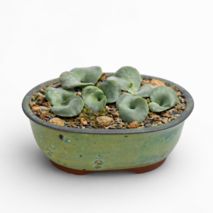 Eriospermum aridicola - 5 Seed Pack
