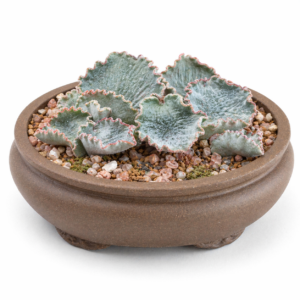 Eriospermum attenuatum - 5 Seed Pack