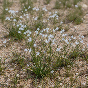 Eriospermum bakerianum ssp. bakerianum (Eriospermum lineare) - 5 Seed Pack