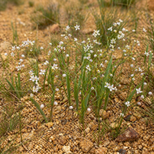 Eriospermum bakerianum ssp. tortuosum (Eriospermum angustissimum) - 5 Seed Pack