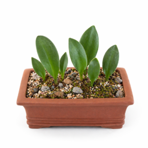 Eriospermum bayeri - 5 Seed Pack