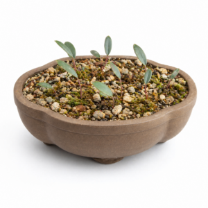 Eriospermum bifidum - 5 Seed Pack