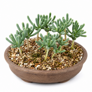 Eriospermum bowieanum - Palm Woolseed - 5 Seed Pack