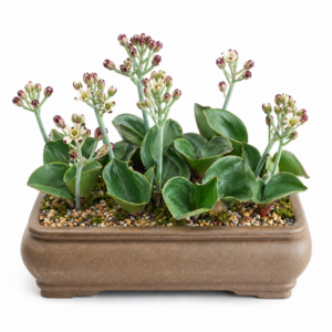 Eriospermum bracteatum - 5 Seed Pack