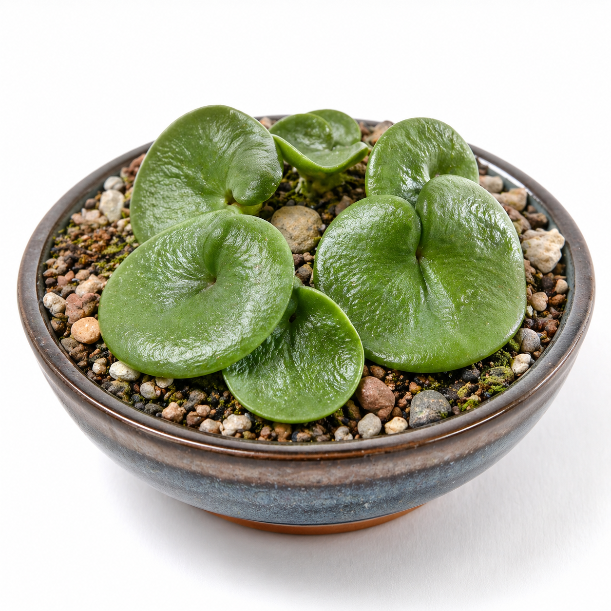 Eriospermum breviscapum - 5 Seed Pack