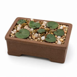 Eriospermum calcareum (Roundleaf Woolseed) - 5 Seed Pack