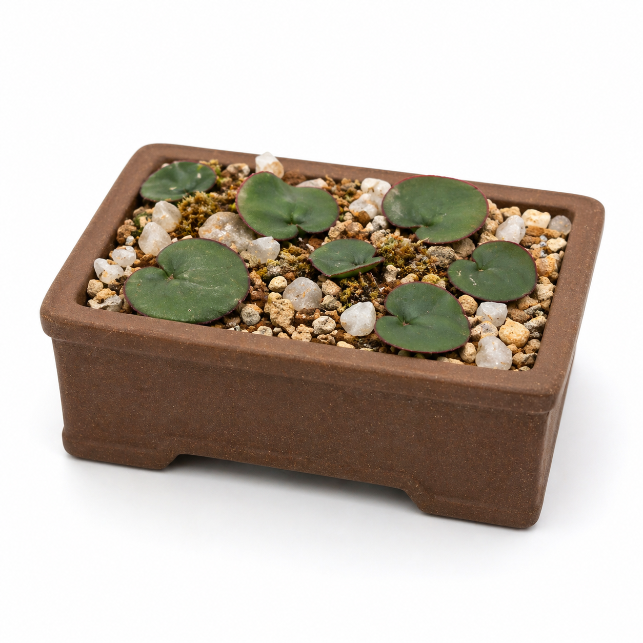 Eriospermum calcareum (Roundleaf Woolseed) - 5 Seed Pack