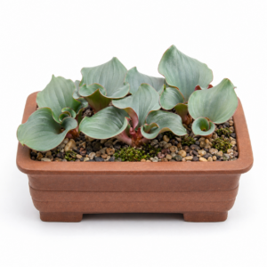 Eriospermum capense ssp. capense - Elephant's Ear; Olifantsoor - 5 Seed Pack