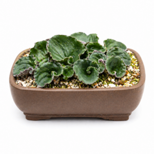 Eriospermum capense ssp. stoloniferum (Eriospermum stoloniferum) - 5 Seed Pack