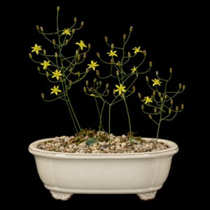 Eriospermum ciliatum - 5 Seed Pack