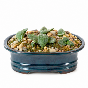 Eriospermum coactum - 5 Seed Pack