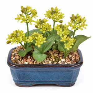 Eriospermum corymbosum (Eriospermum confusum) - 5 Seed Pack