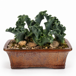 Eriospermum crispum - 5 Seed Pack