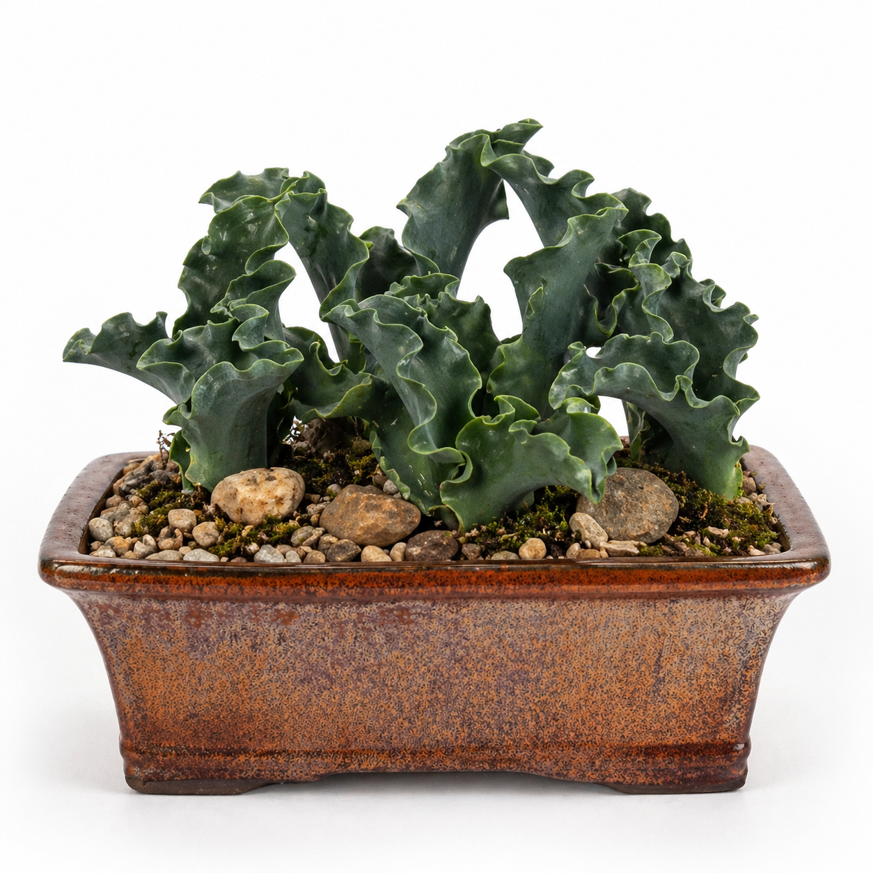 Eriospermum Crispum - 5 Seed Pack | Online Seed Store