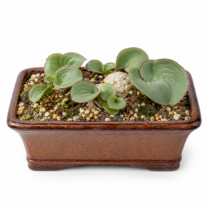 Eriospermum descendens - 5 Seed Pack